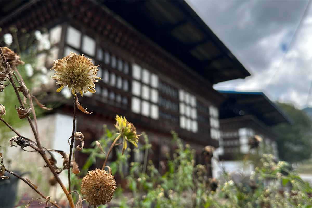 Experiencing Bhutanese Hospitality: What to Expect from Local Homestays